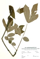 藏品(羅氏鹽膚木)的圖片